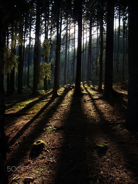 Evening In Woods Evening Forest In The Sunlight Nature Photography