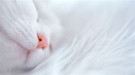 White Kitten Sleeping Wallpapers Wallpaper Cave