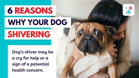 Dont Ignore Shivering Of Your Pet Ii 6 Reasons Why Your Dog 🐶 Is
