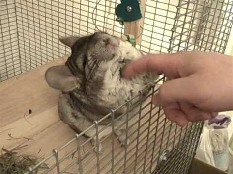 And regardless of whether you're looking for suggestions on the best pet reptiles for beginners or the best reptiles for children in general, you've. chinchilla massage - YouTube