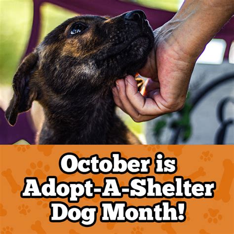 October Is Adopt A Shelter Dog Month