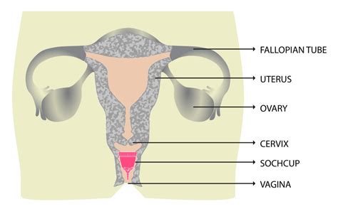 Female Anatomy 101 Whats Down There Vulva Or Vagina