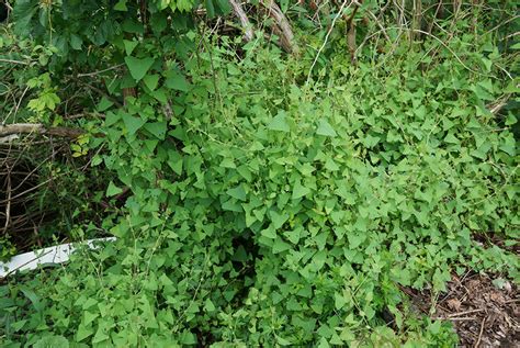 Invasive Plants In Northern Virginia Mile A Minute Weed