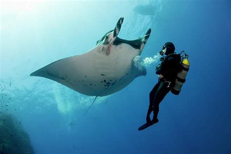 Best Place To Dive With Manta Rays