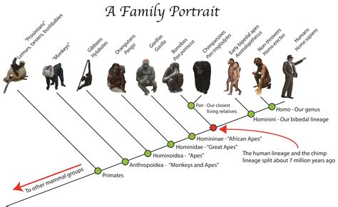 Ken Hokes Human Evolution Timeline Muse Pinterest Human Evolution
