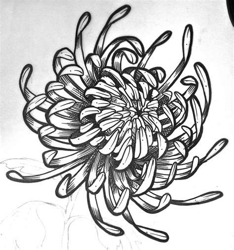 Chrysanthemum Drawing Chrysanthemum Drawing Related Keywords