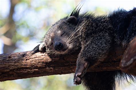 Binturong Critterfacts