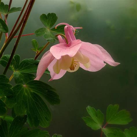 Content In A Cottage Pink Columbine Flower Aquilegia
