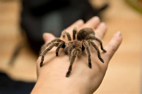 Do Tarantulas Bite And Are They Poisonous Budget Brothers Termite