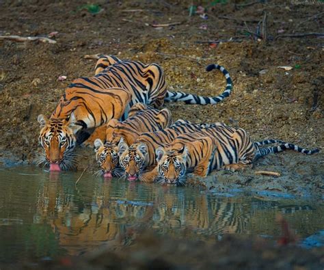 Psbattle A Tigress And Her 3 Cubs Drinking Water Photoshopbattles