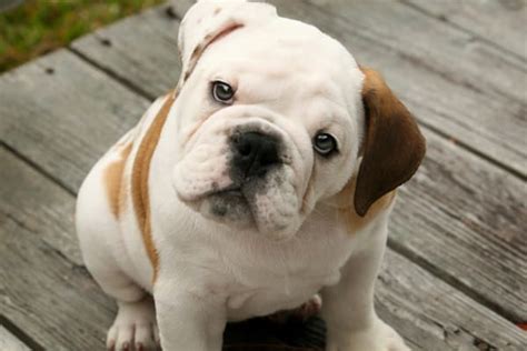 40 English Bulldog Puppies Pictures That Youll Love Tail And Fur
