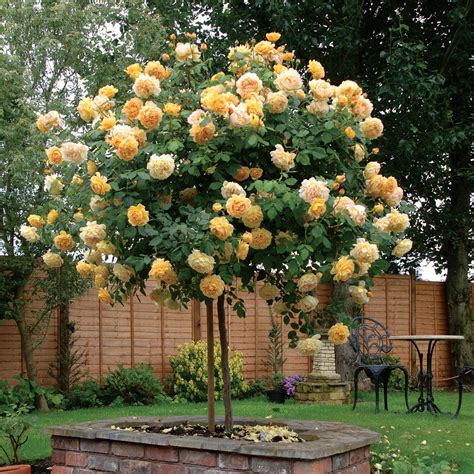 Golden Celebration Идеи посадки растений Садовые розы Цветоводство
