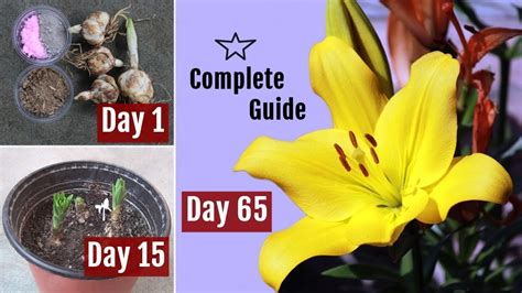 How To Plant Grow And Care Asiatic Lilieslilium Bulbs In Pots 65 Days