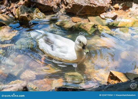 White Duck Swim In Pond Stock Image Image Of Natural 224719261