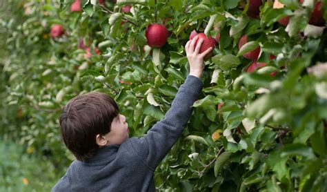 Fall Apple Picking Osbon Capital Management