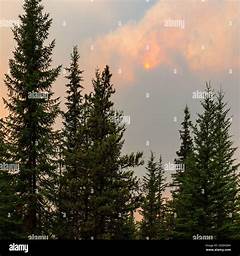 Wildfires The Infernal Inferno That Devours Forests