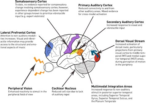 How the meanings given to perceptual sensations are recorded as. Brain Sciences | Free Full-Text | Compensatory Plasticity ...