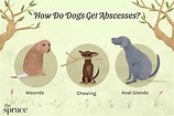 Learn How to Identify and Treat Abscesses in Dogs (2022)