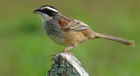 Stripe Headed Sparrow In 2020 Bird Species Pet Birds Birds
