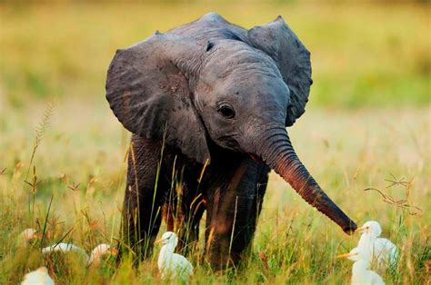 Cuidados Y Convivencia Del Bebé Elefante Imágenes Y Fotos