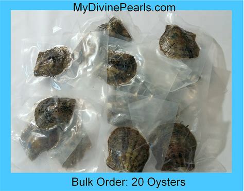 Bulk Order 20 Akoya Oysters W Genuine Pearls