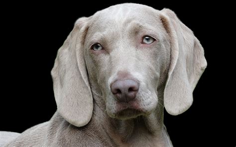 Weimaraner Dog Breed Information Center A Complete Guide