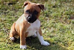Staffordshire Bull Terrier: carattere, informazioni, cure, prezzo, cuccioli