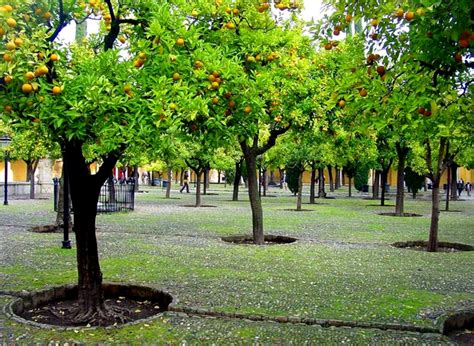 Los Naranjos Y Su Utilización En La Gastronomía Bodegas Mezquita