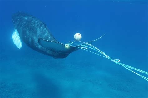 Ocean Defenders Alliance Oda Trains With The Noaa Whale Entanglement Team