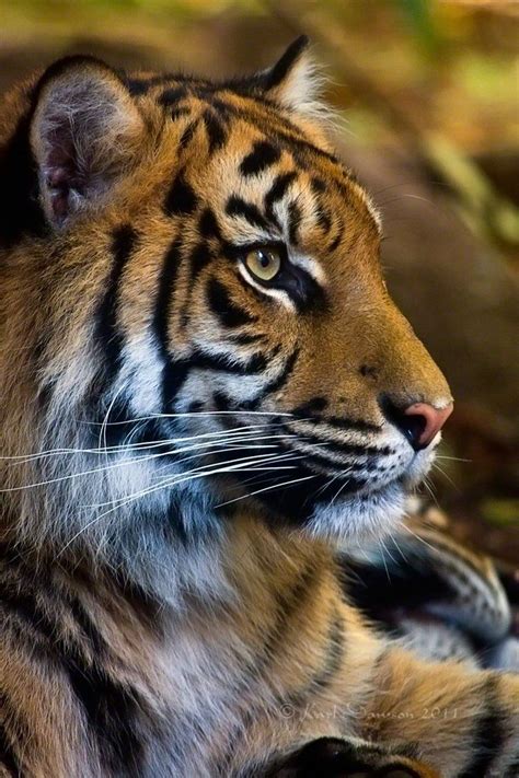 1009 Best Beautiful Animals Images On Pinterest Wild