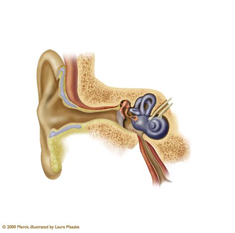 Ear Anatomy Illustration Outer Middle And Inner Ear