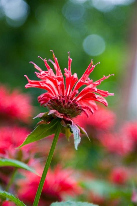 Tall slender stalks shoot up high from the low collection of rosettes and end with a burst of hot pink. Growing Bee Balm | ThriftyFun