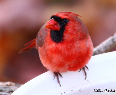 Male Cardinal Richmondena Cardinalis Birdforum