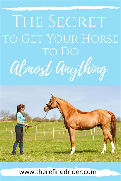 The Guide To Training Your Horse For Success