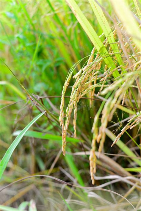 Risaia Sulla Pianta Di Riso Immagine Stock Immagine Di Campo Podere