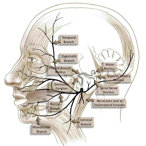Medical Management Of Facial Nerve Palsy Facial Nerve Nerve Anatomy Facial Nerve Anatomy