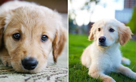 12 Pictures Of Golden Retriever Puppies To Instantly