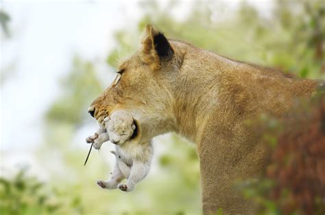 Rare White Lion Cub Seen In South Africa