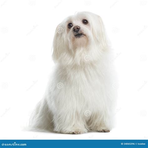 Maltese Sitting Looking Up Isolated Stock Photo Image Of Facing