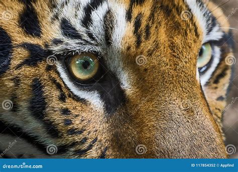 Close Up Of Bengal Tiger Eyes Stock Photo Image Of Mammal Looking