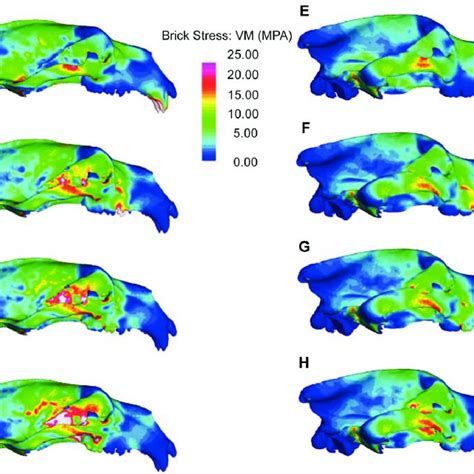 Pdf Biomechanical Consequences Of Rapid Evolution In The Polar Bear