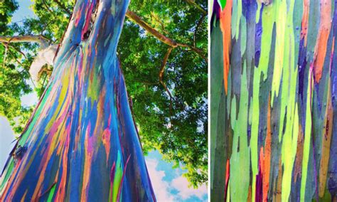 Incredible Photos Reveal Rainbow Eucalyptus Trees Make Living Art As