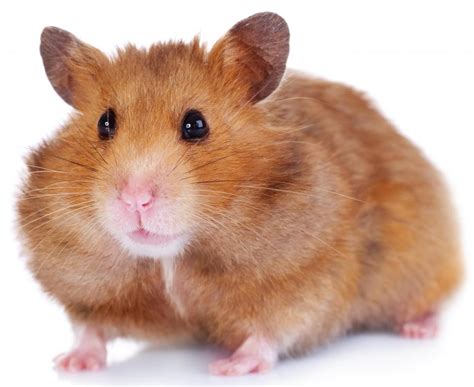 What Are The Different Types Of Hamsters With Pictures