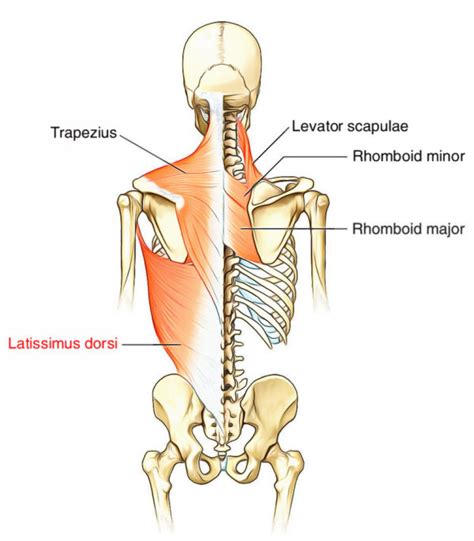 Latissimus Dorsi Supply And Functions Earths Lab