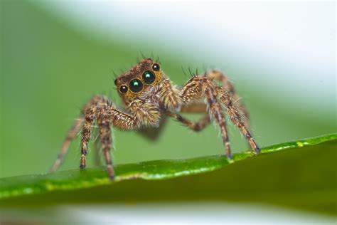 Jumping Spiders What They Eat How Far They Jump And More