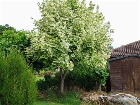We have purchased a home updated last in 88. Acer Drummondii Maple - Tree Nursery UK Fast Uk Delivery