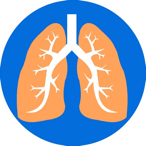 Download Lungs Lung Full Size Png Image Pngkit