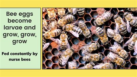 Queen Honey Bee Life Cycle
