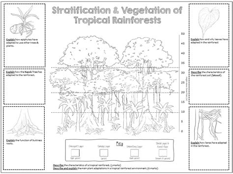 GCSE Rainforest Layers And Plant Adaptations Colouring Revision Sheet Teaching Resources