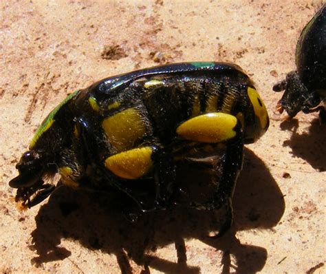 Scarab Beetles From Australia Whats That Bug